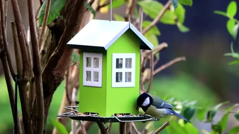Great tit parus major eats bird seed, green house Stock Footage 173611724