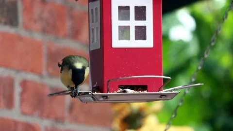 Great tit parus major eats bird seed, red bird house Stock Footage 221331801