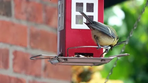 Great tit parus major eats bird seed, red bird house Stock Footage 226892738