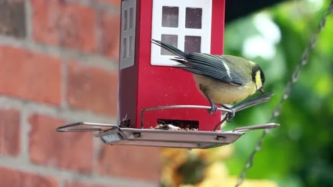 Great tit parus major eats bird seed, red bird house Stock Footage 226915708