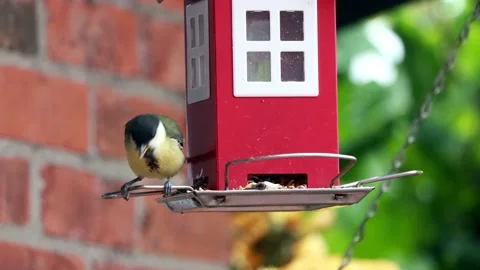 Great tit parus major eats bird seed, red bird house Stock Footage 226915873