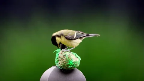 Great tit parus major eats fat food Video stock 300840528