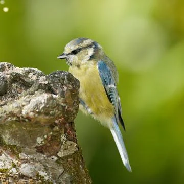 The Great Tit - Parus major. The Eurasian blue tit is a small passerine bird in Stock Photos