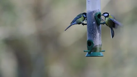 Great Tit, Parus major on a feeder in the forest 動画素材 265809288
