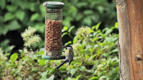 Great Tit (Parus major) at feeder Stock Footage 343305998