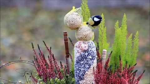 Great tit (Parus major), feeding fat birdseed in winter Stock Footage
