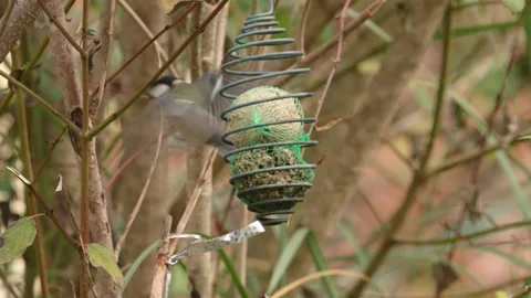 Great Tit (Parus Major) Feeding On Feeding on Fat Balls in a Bird Feeder Stock Footage 228213565