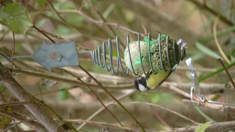Great tit (Parus Major) Feeding On Fat Balls in a Bird Feeder in European Stock Footage 228213582