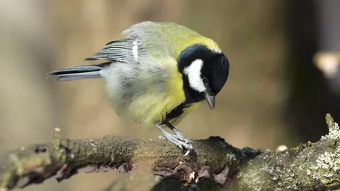 Great Tit (Parus major) feeding on a sunflower seed 動画素材 327089713