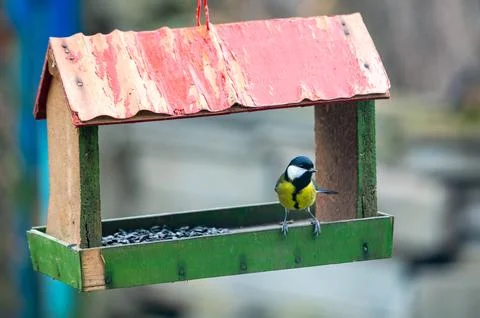 Great tit, Parus major, feeding on sunflower seeds from a man-made birdfeeder Stock-Fotos