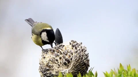 Great tit parus major feeds on fat ball Stock Footage 247454978