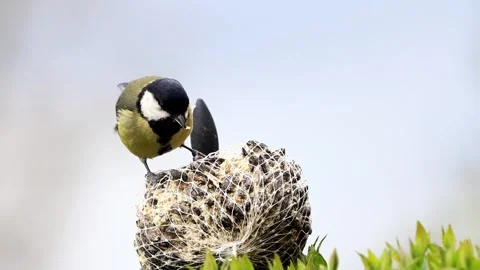 Great tit parus major feeds on fat ball Stock Footage 290766787