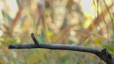Great Tit, Parus Major Stock Footage 57659699