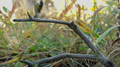 Great Tit, Parus Major Stock Footage 57659763