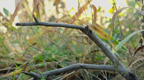 Great Tit, Parus Major Stock Footage 57659778