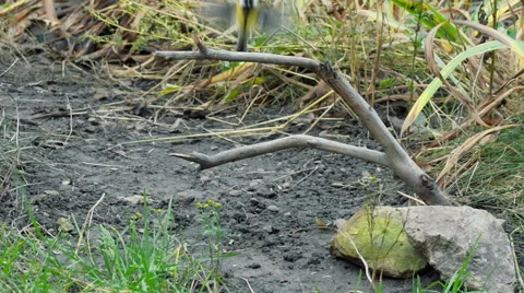 Great Tit, Parus Major  Stock Footage 57659801