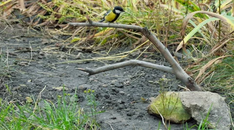 Great Tit, Parus Major Stock Footage 57659825