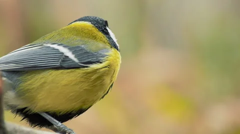 Great Tit, Parus Major Stock Footage 57659844
