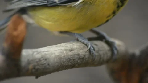 Great Tit, Parus Major Stock Footage 57659881