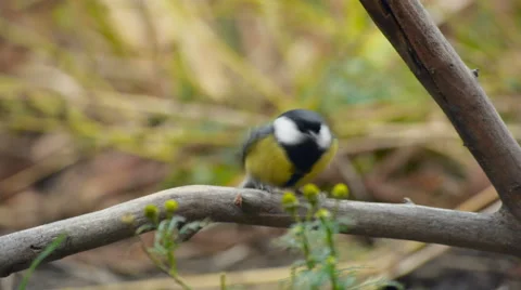 Great Tit, Parus Major Stock Footage 57660055