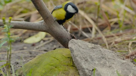 Great Tit, Parus Major Stock Footage 57660226