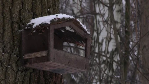 Great tit (Parus major) Stock Footage 83089762