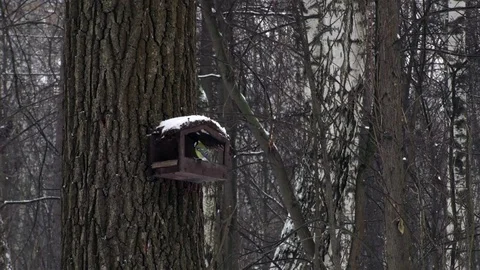 Great tit (Parus major) Stock Footage 83089825
