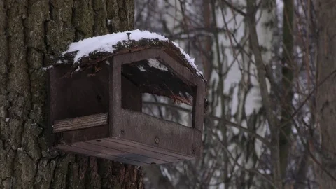 Great tit (Parus major) Stock Footage 83089859