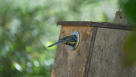 Great Tit (Parus major) Stock Footage 236906144