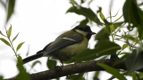 Great tit - Parus major Stock Footage 276739947