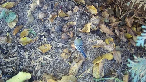 Great Tit (Parus major) 動画素材 334633955