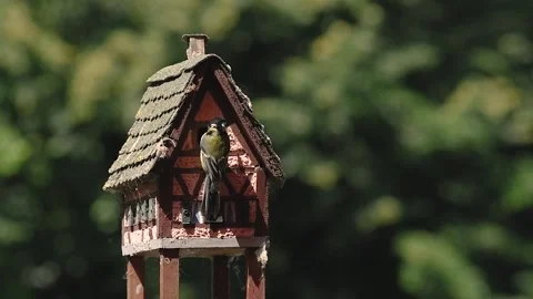 Great Tit (Parus major) going to feed his chicks in house-shaped nest box. Stock Footage 197401563