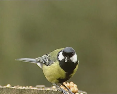Great Tit (parus major) hacking on a seed + flies away Stock Footage 44844302