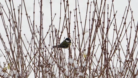 Great Tit (Parus major) hiding in bush from snow during snowfall Video stock 281184405