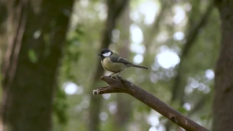 Great tit (Parus major) jumping from a branch in a forest. Stock Footage 171679974