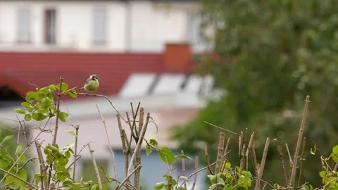 Great tit (parus major) landing on small twig and house sparrows flying in Stock Footage 247505953