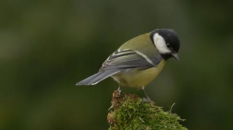 Great tit (Parus major) on a mossy stick (no color grading) Stock-Footage 65238747