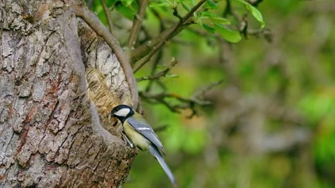 Great tit (Parus major) nesting, bird at the tree cavity Video stock 231162759