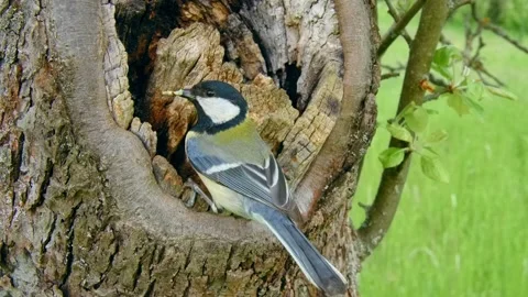 Great tit (Parus major) nesting, bird at the tree cavity Stock Footage 231166107