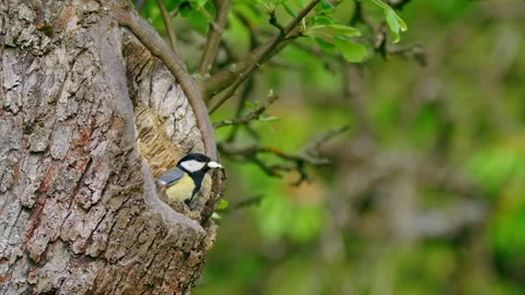 Great tit (Parus major) nesting, bird at the tree cavity 動画素材 231166317