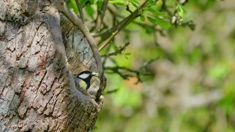 Great tit (Parus major) nesting, bird at the tree cavity Stock-Footage 231166716