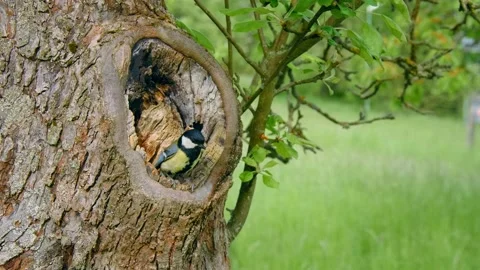 Great tit (Parus major) nesting, bird at the tree cavity Stock-Footage 231166941