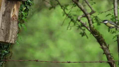 Great tit Parus major pair fly to nest box enter then leave with faecal sac Stock Footage 82652804