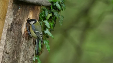 Great tit Parus major pair feeding nestlings in nestbox Stock Footage 82666091