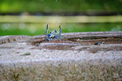 The great tit (Parus major) is a passerine bird in the tit family Paridae. .. Foto stock