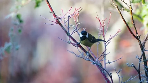 Great tit - Parus major - pausing in a bush before flying off. Slow-mo'. Stock Footage 168230945