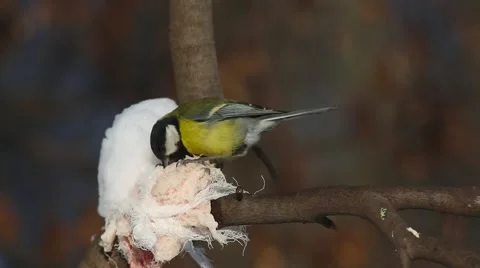 Great Tit  (Parus major)  pecks piece of bacon Stock-Footage 59341862