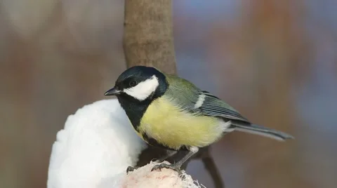 Great Tit  (Parus major)  pecks piece of bacon Stock Footage 59342239