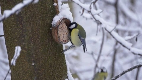 Great tit Parus major perched on a tree feeding block covered in snow. Video stock 325615703