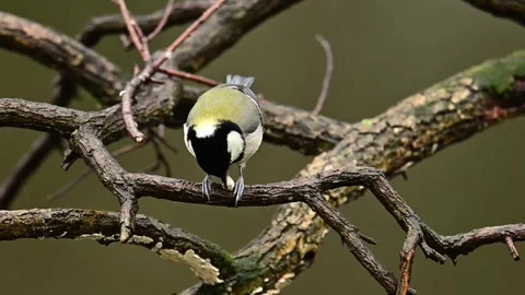Great Tit Parus Major Perched on Mossy Tree Branch with Open Beak Vidéo 330146291